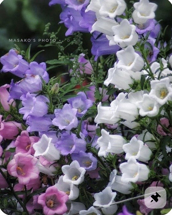 200 Plus Canterbury Bells-Mix Colors-Campanula Flower Seeds