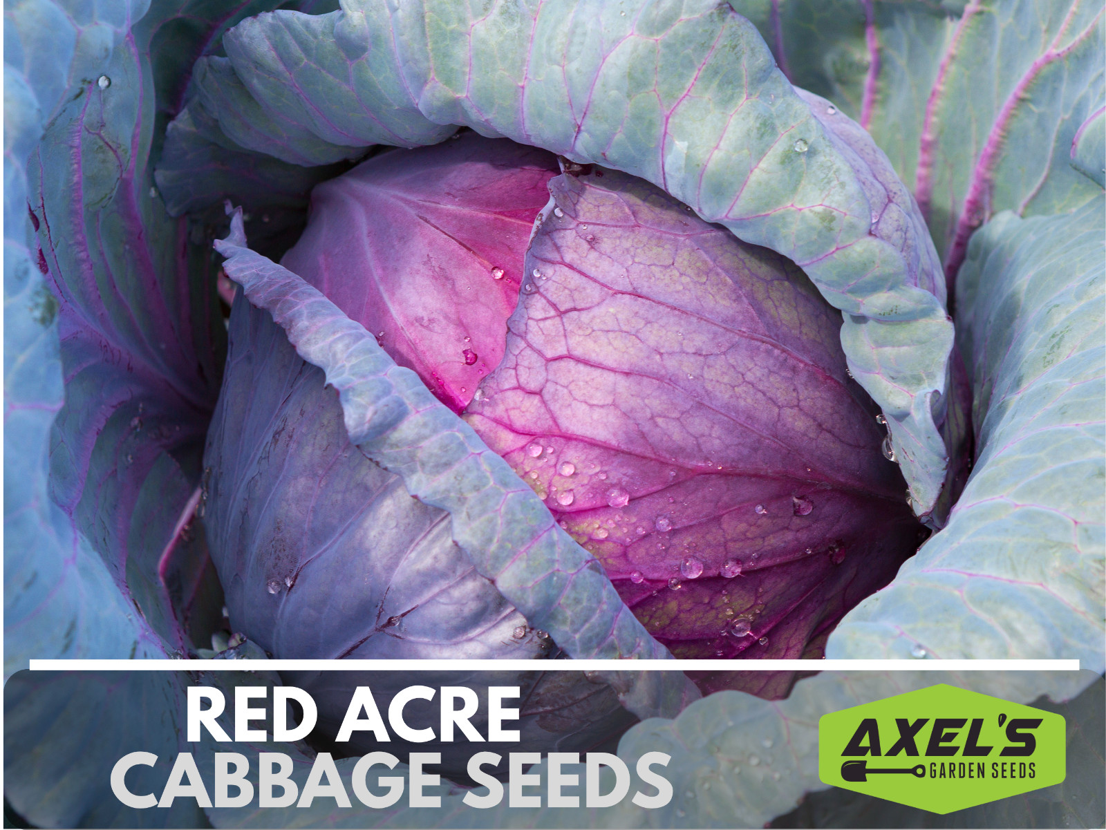 Red Acre Cabbage Seeds | Non-GMO | Heirloom | Fresh Garden Seeds