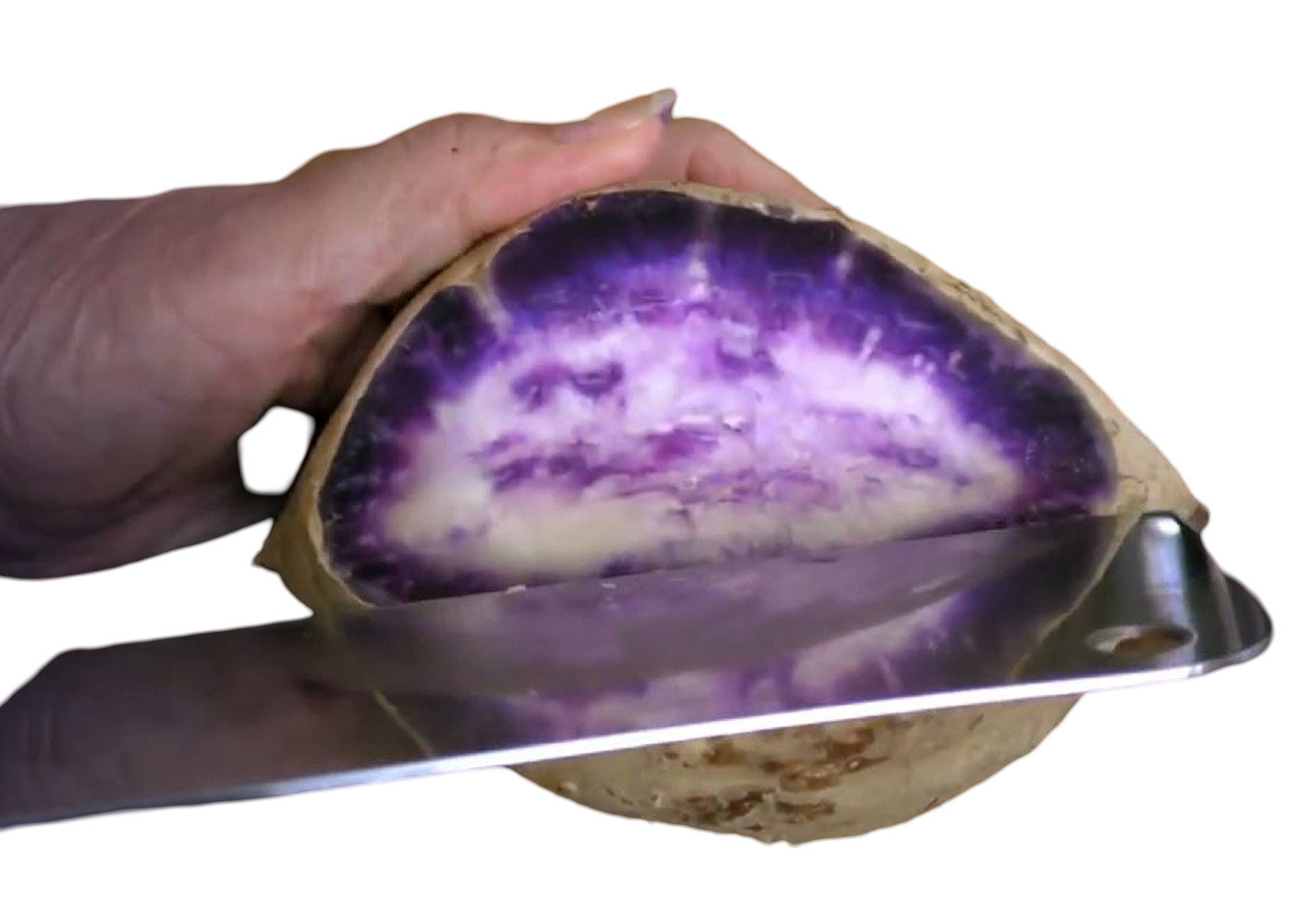 10 Hawaiian Purple Sweet Potato Slips – 10 Live Cuttings Slips Ready to Plant