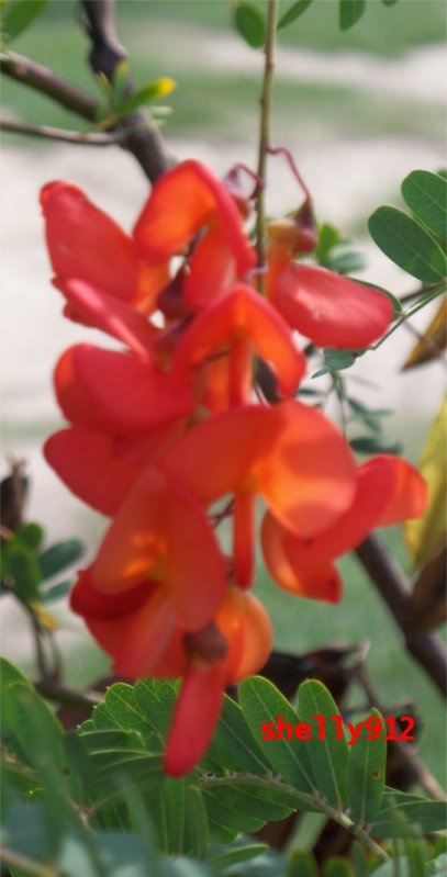 Scarlet Wisteria – Sasbania Punicea – Easy to grow! 20 tree seeds – poinciana