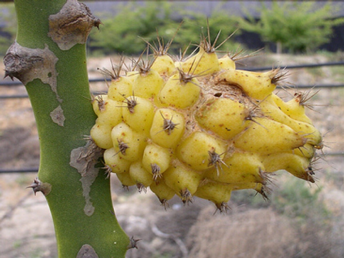 ~Yellow Dwarf~ DRAGON FRUIT Pitaya Cactus Selenicereus megalanthus 25 LIVE SEEDS
