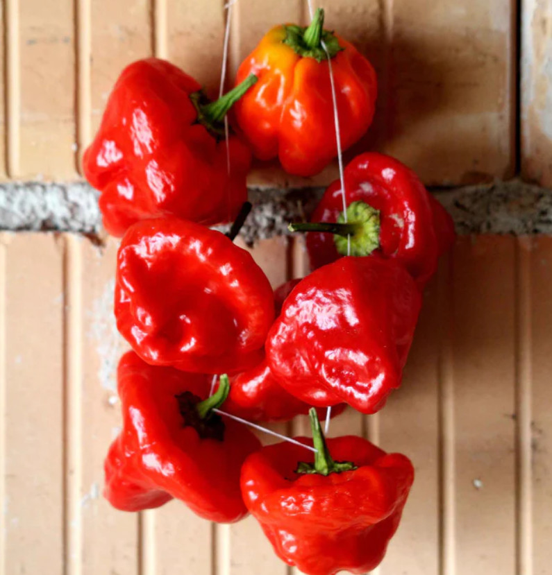Pepper JAMAICA HOT RED Heat Lover Spicy Pods Vegetable Full Sun Non-GMO 50 Seeds