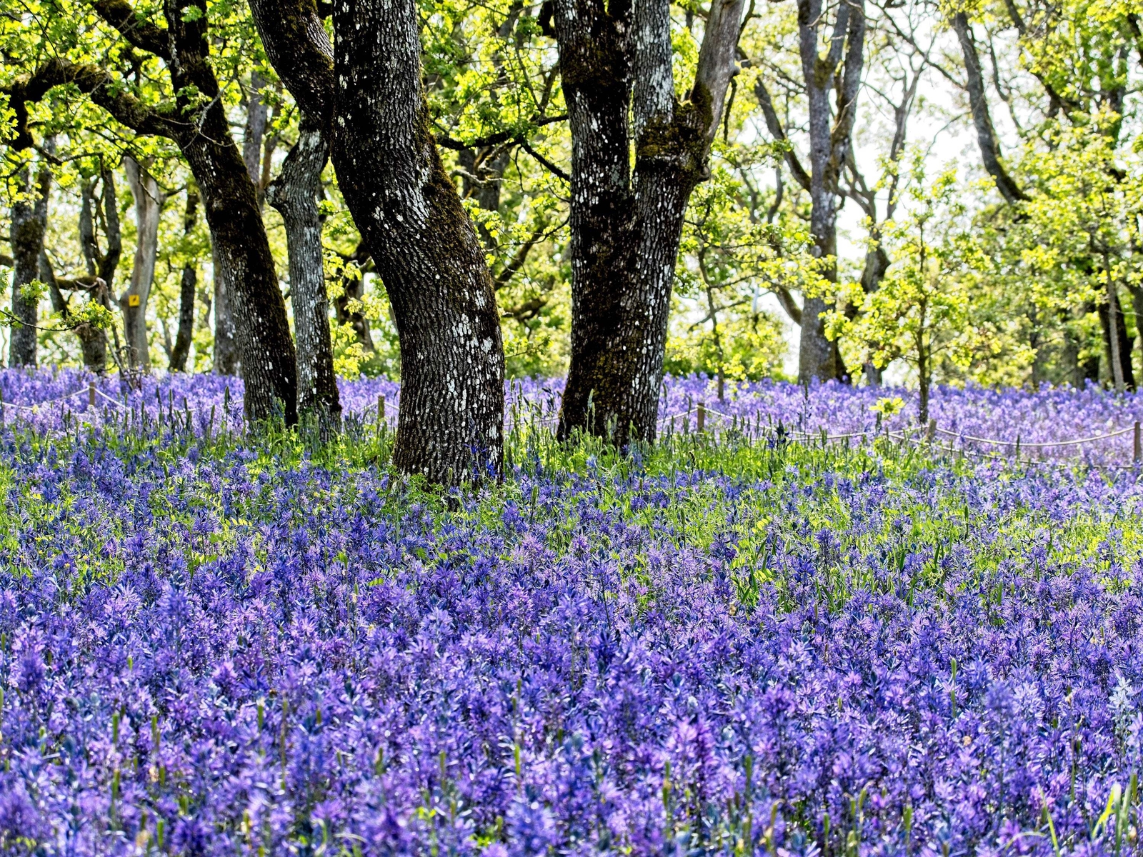 100 PERENNIAL LUPINE Blue Violet Lupinus Perennis Wild Sundial Purp Flower Seeds