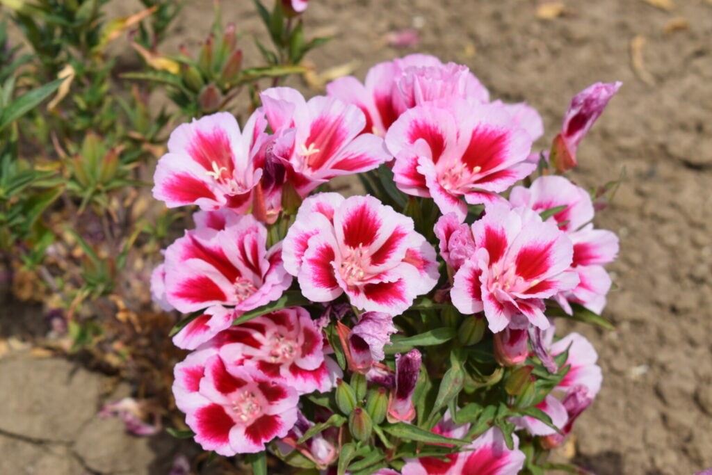 Godetia Pink to Red, Clarkia. 1000 Seeds Free Shipping!