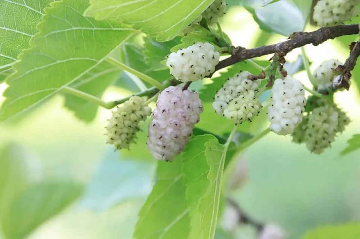 50+ White Mulberry Tree Seeds Morus Nigra Seed Sweet Edible Fruit Non-Gmo