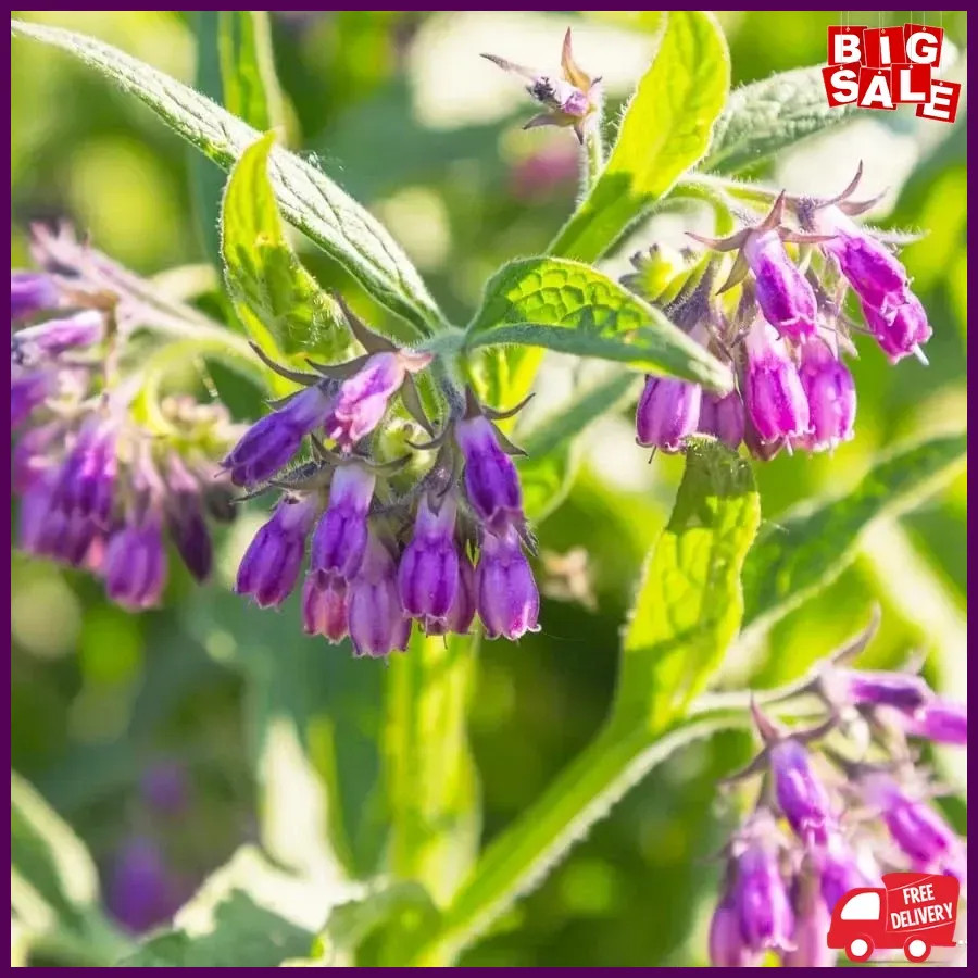 80+ Seeds Comfrey Symphytum Officinale Seeds for Planting-Plant & Grow Heirloom