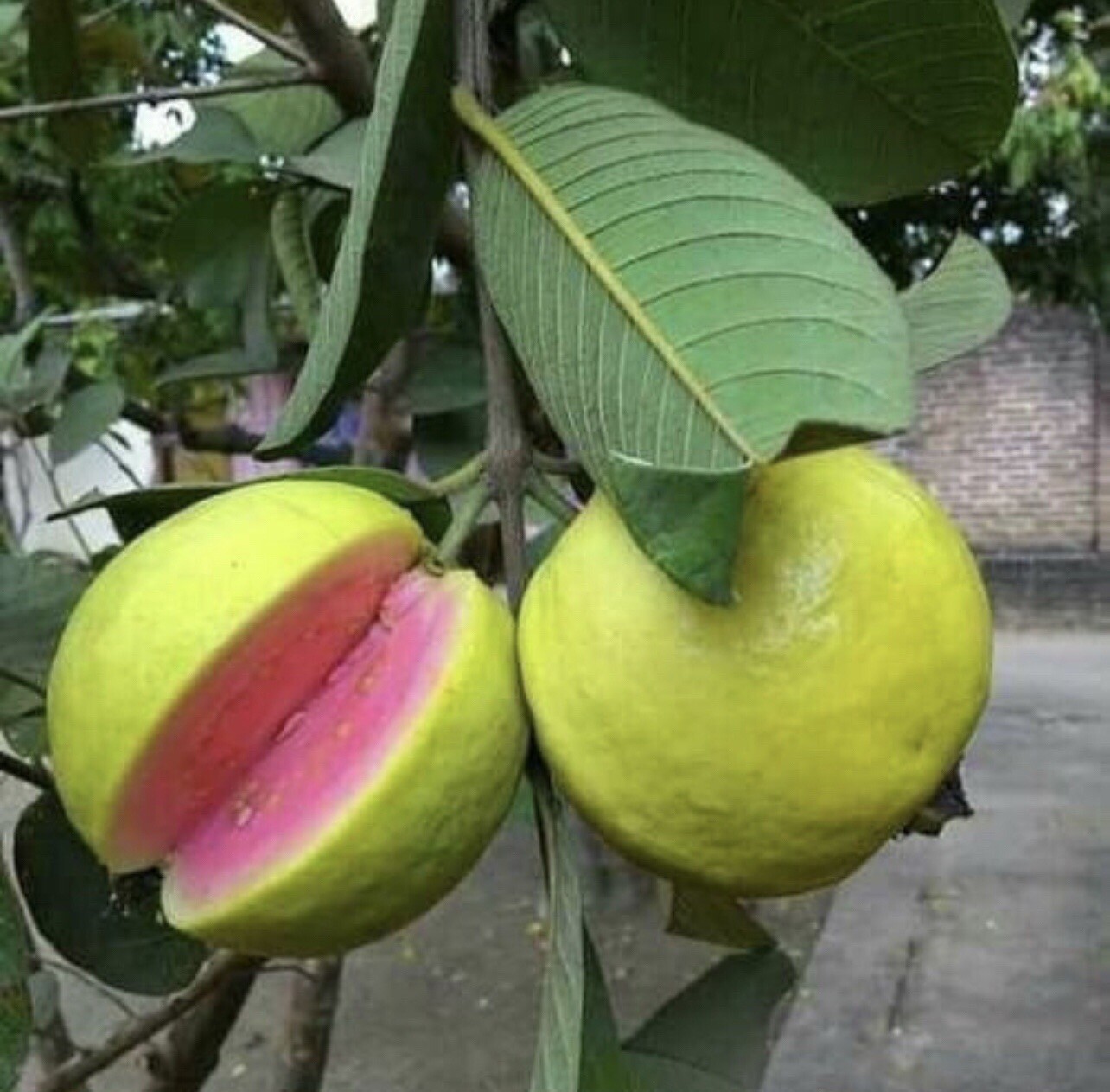 35 SEEDS Pink Guava | Psiduim Guajava | Bayabas SEEDS for Planting