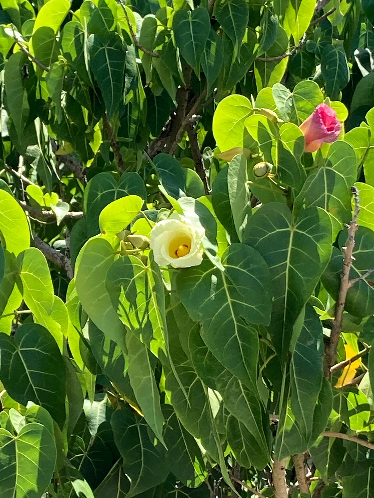 10 PORTIA TREE Yellow Pink Purple Flowers Change Color Thespesia Populnea Seeds
