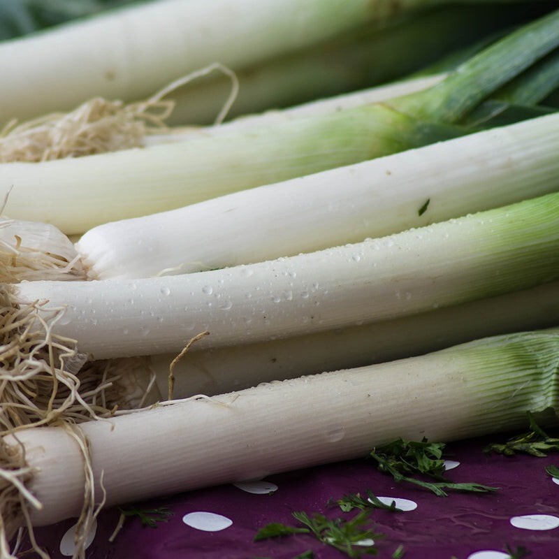 250 Organic Non-GMO Giant Mussleburgh Leek Seeds- Seeds Of Tomorrow