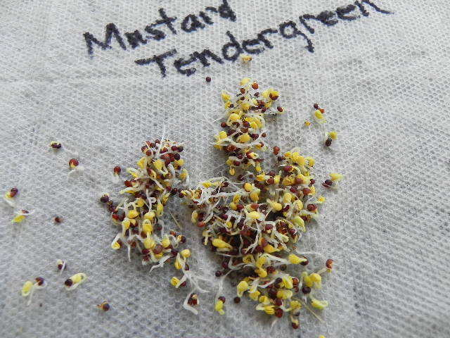 601+TENDERGREEN MUSTARD Seeds Organic Spring Fall Garden Container Greens Easy