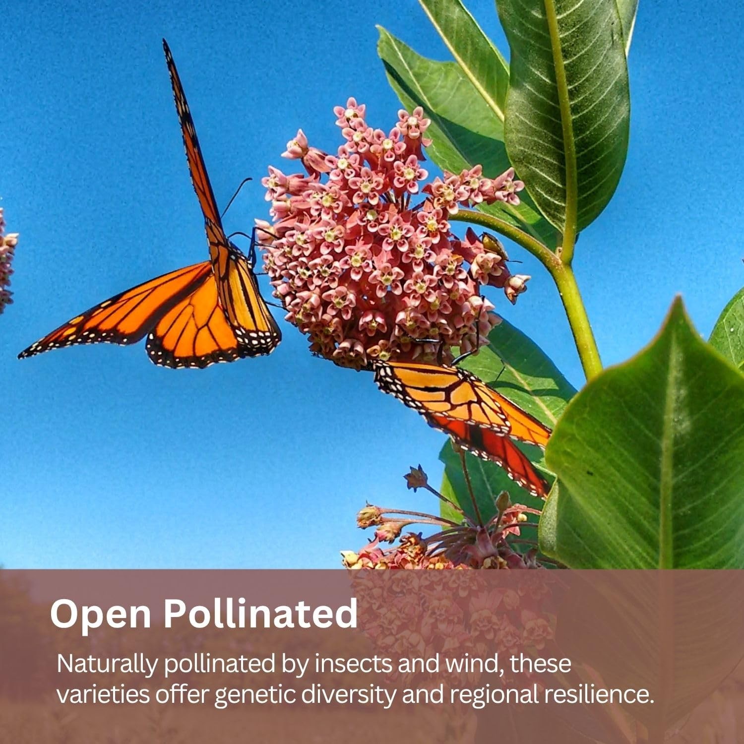 Native Milkweed Variety Pack – 5 Essential Species for Monarch Butterfly Gard…