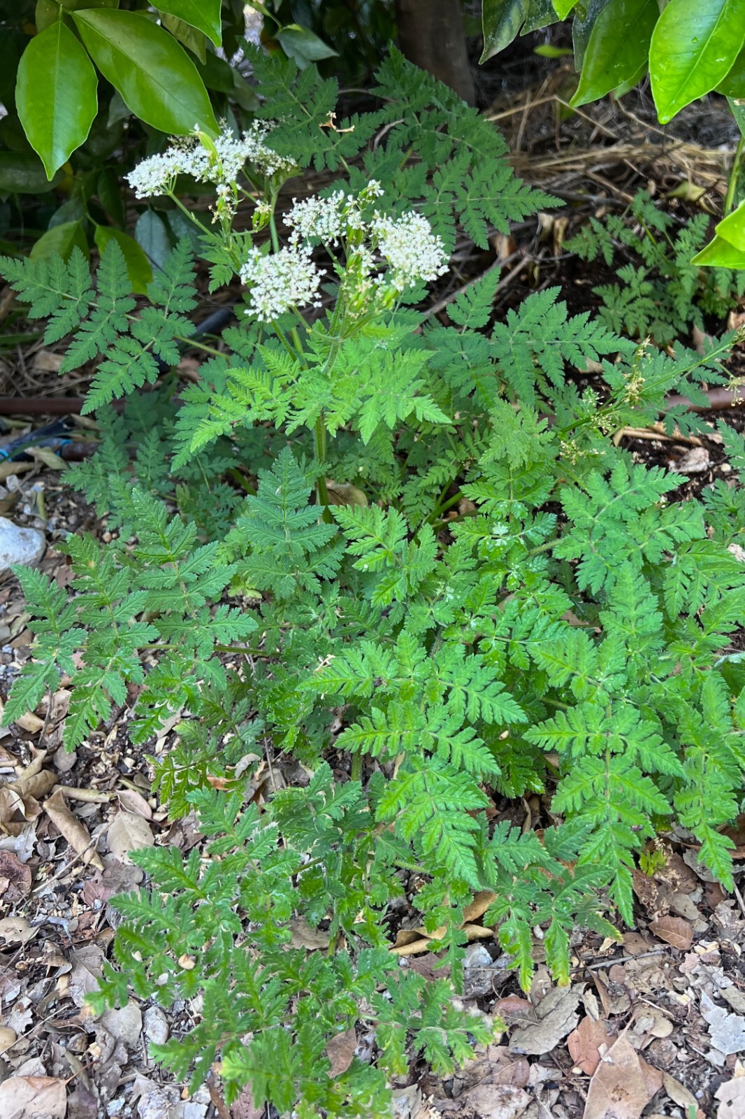 Sweet Cicely Garden Myrrh Chervil Seeds: Bulk or Packet Size, Non-GMO, Perennial