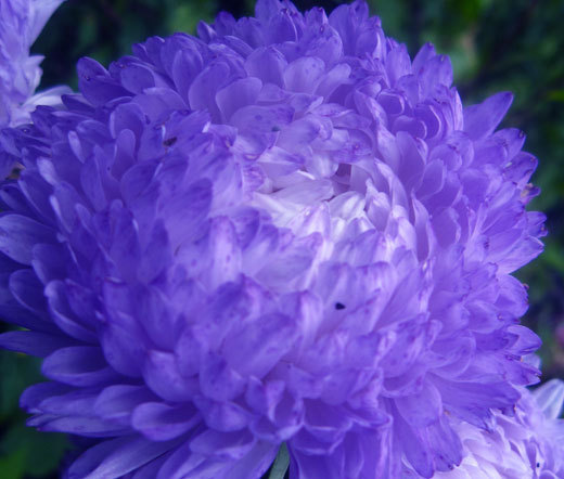 ASTER PAEONY DUCHESS BLUE Callistephus Chinensis – 100 Bulk Seeds
