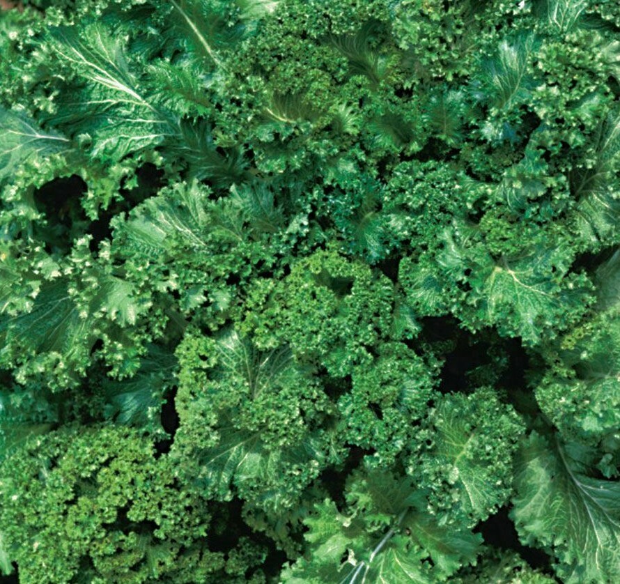 MUSTARD SEEDS 500+ SOUTHERN GIANT CURLED healthy GARDEN greens FREE SHIPPING