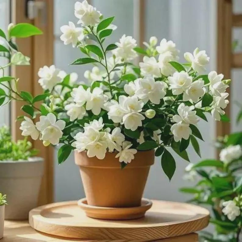 Weeping Jasmine Climbing Seeds 100+ – Garden Balcony Flower Vine