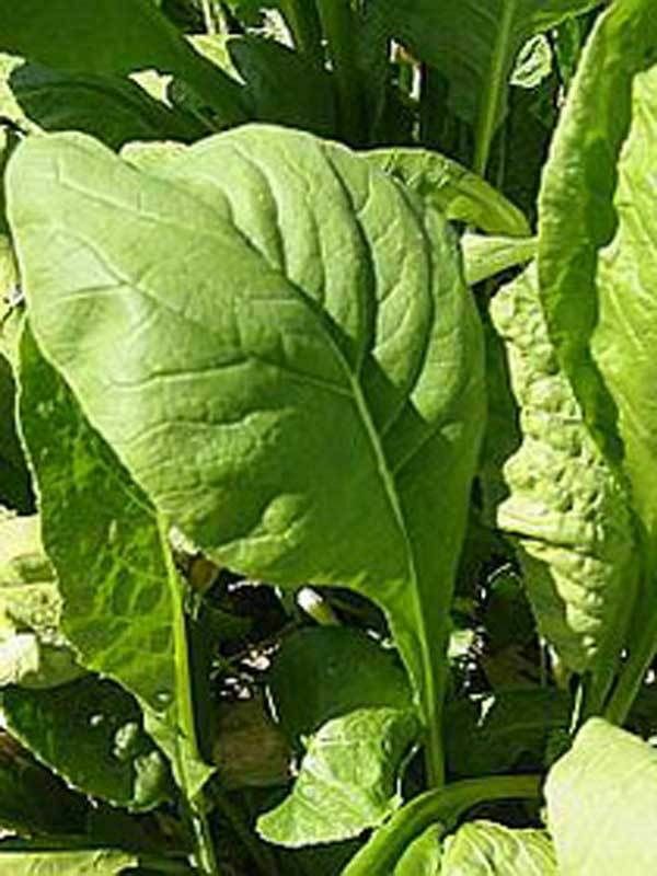 Tendergreen Mustard Seeds 500+ Komatsuna Vegetable Spinach Greens FREE SHIPPING