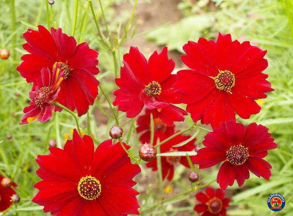 1oz Red Dwarf Plains Coreopsis Tinctoria Wildflower Flower Seeds (100,000 Seeds)