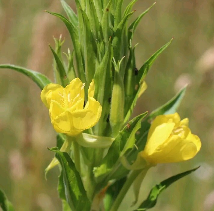Evening Primrose (Oenothera biensis) SEEDS