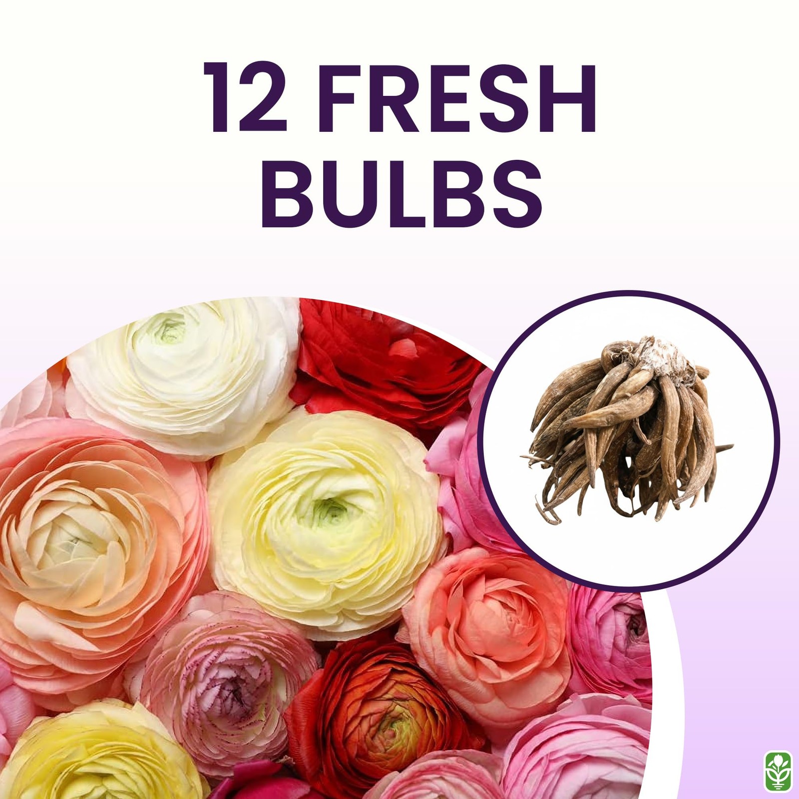 Mixed Peony Ranunculus Bulbs – 12 Large Size Corms for Vibrant Multi-Color Bl…