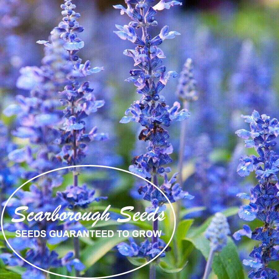 Scarborough Seeds 500 Hyssop Seeds, Bees & Butterflies, Blue-Violet,