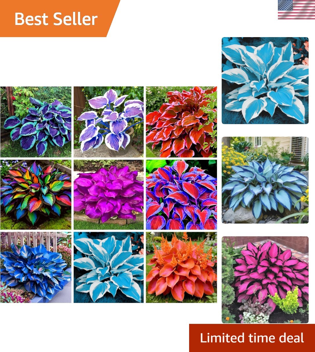 200+ GMO-Free Hosta Seeds: Perennial Flowers to Attract Pollinators -Round