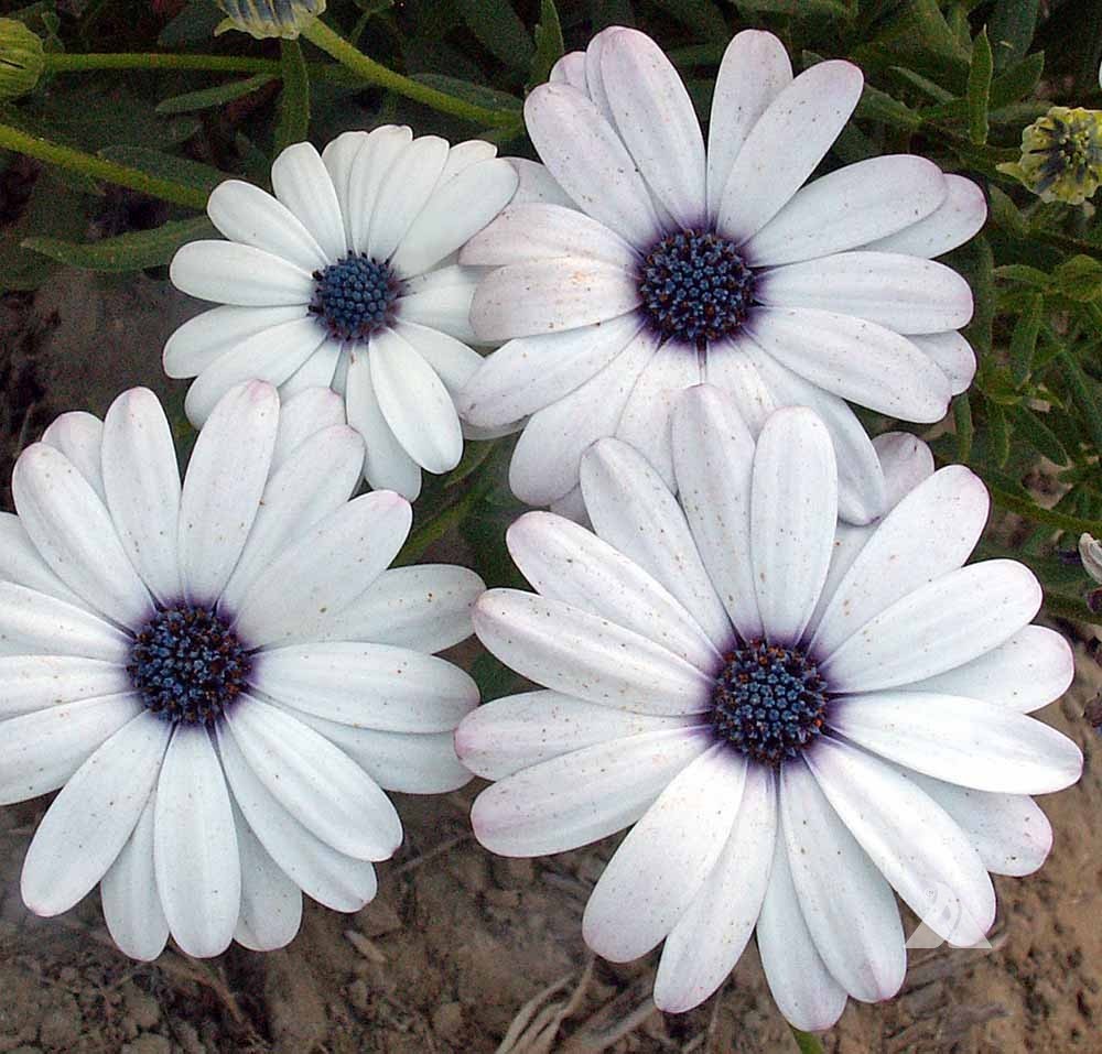 White Cape Daisy 100 Seeds Free Shipping!