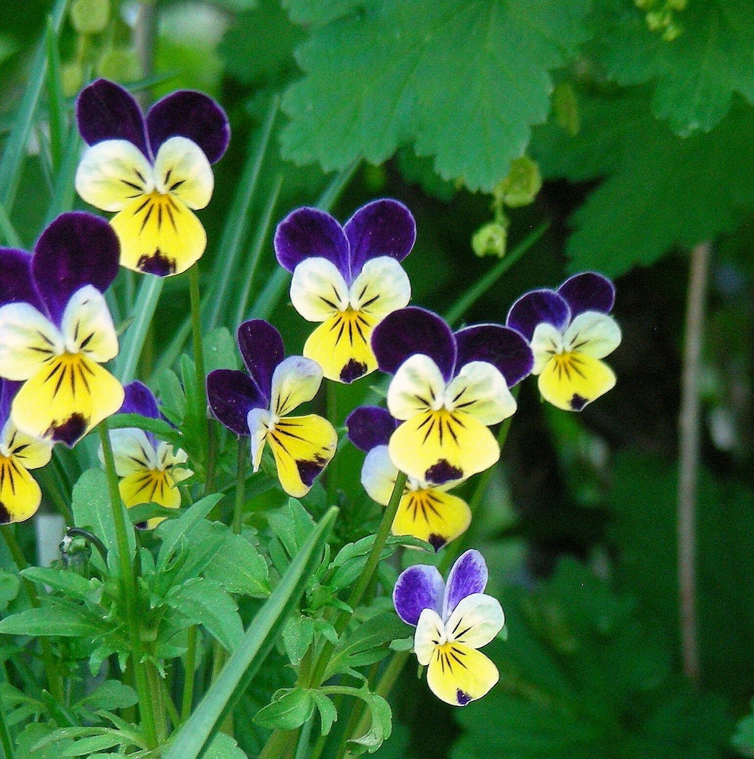 2000+ Bulk Seeds JOHNNY JUMP UP Viola Pansy Heirloom Flowers Quality Seed Butter