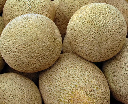 HONEYROCK CANTALOUPE SEEDS 50+ SUMMER garden VINE fruit MELONS FREE SHIPPING