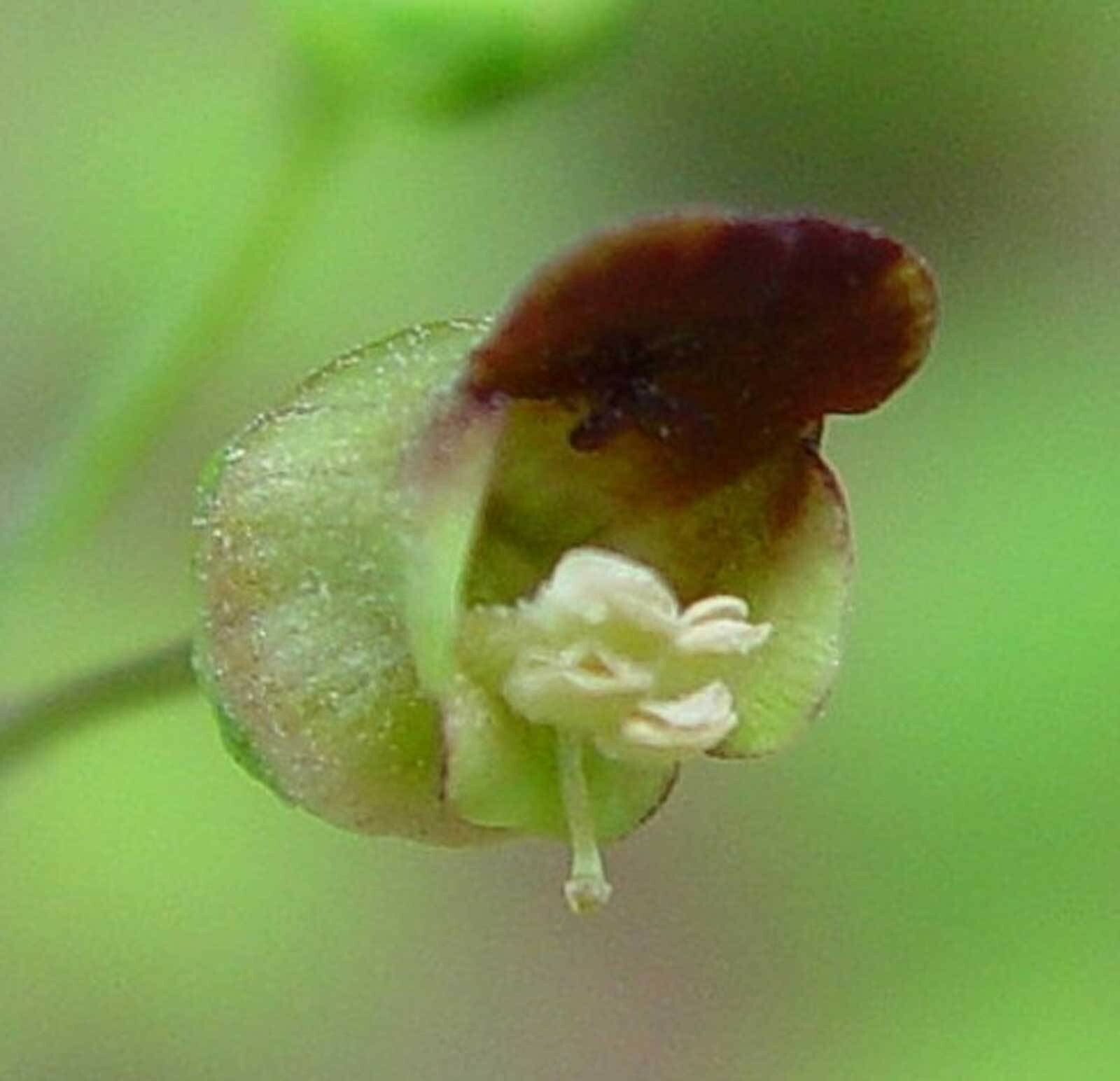 Scrophularia marilandica | Late Figwort | Carpenters Square | 500_Seeds