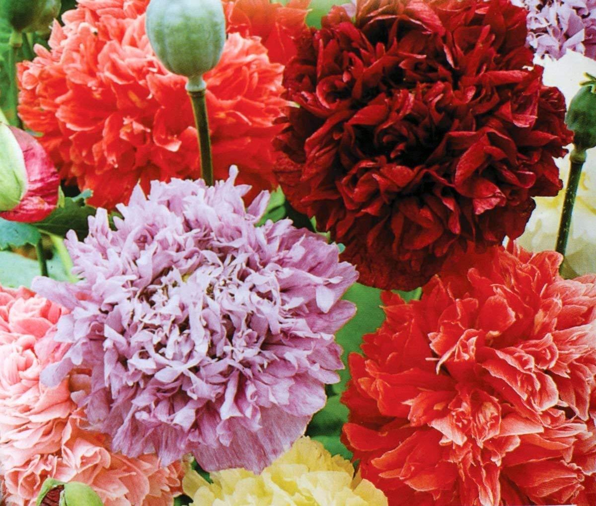 Poppy Peony Double Mixed, Red Pink White Purple Flowers, Variety Size Packets