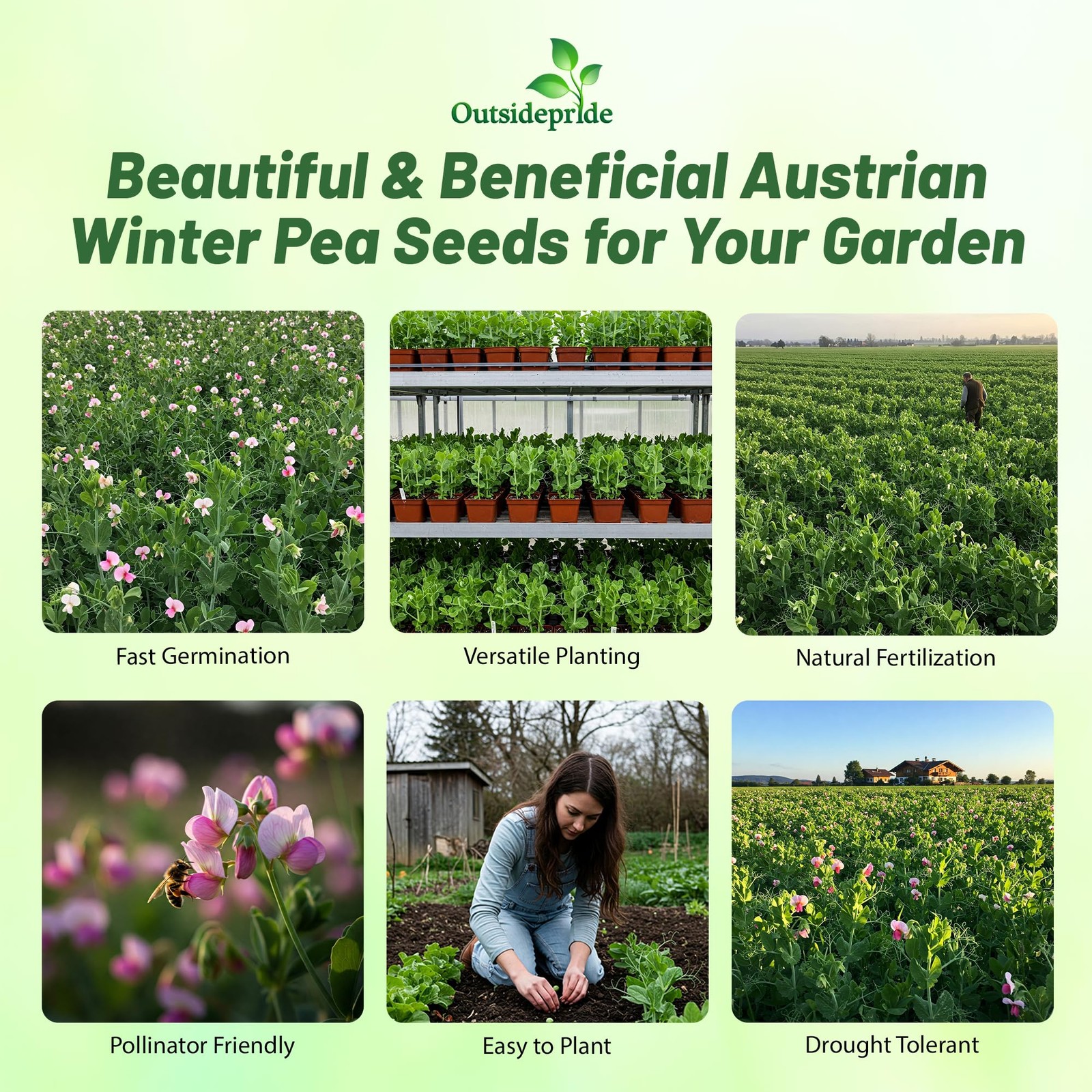 1 OZ Austrian Winter Peas Cover Crop Seeds