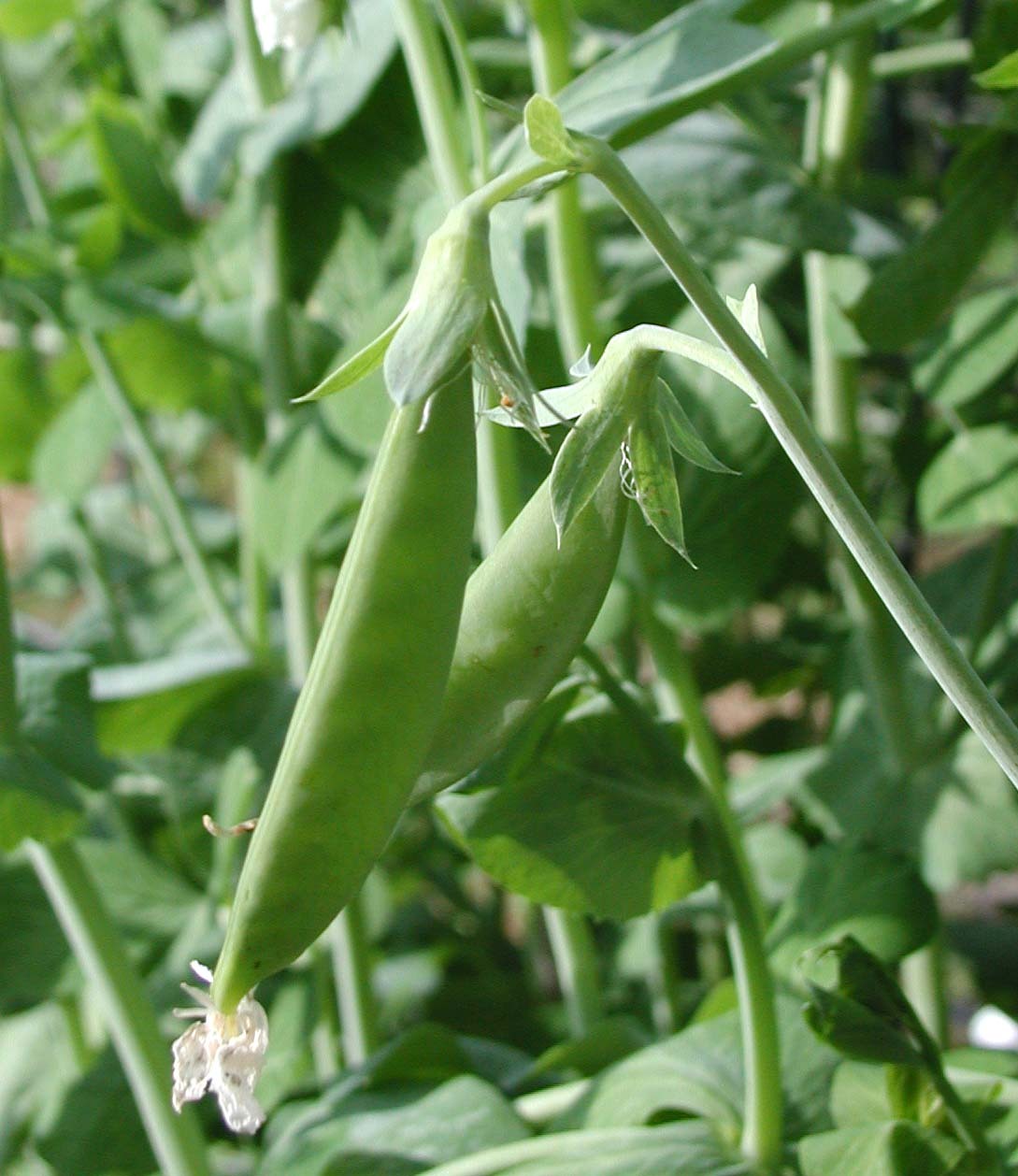 SUGAR SNAP PEA SEEDS * SNAP PEA * CRISP & TENDER * 100 COUNT PKT .
