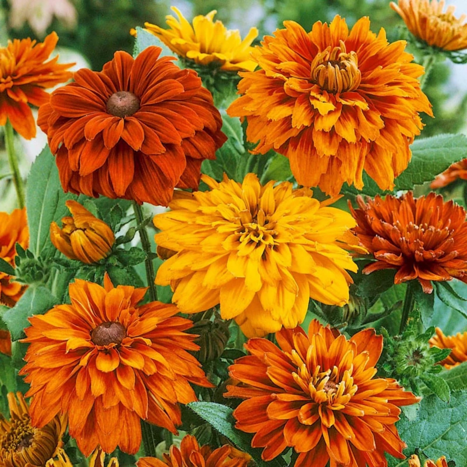 300 Seeds Cherokee Sunset Rudbeckia Hirta Seeds PerennialFlower Seeds for Pla…