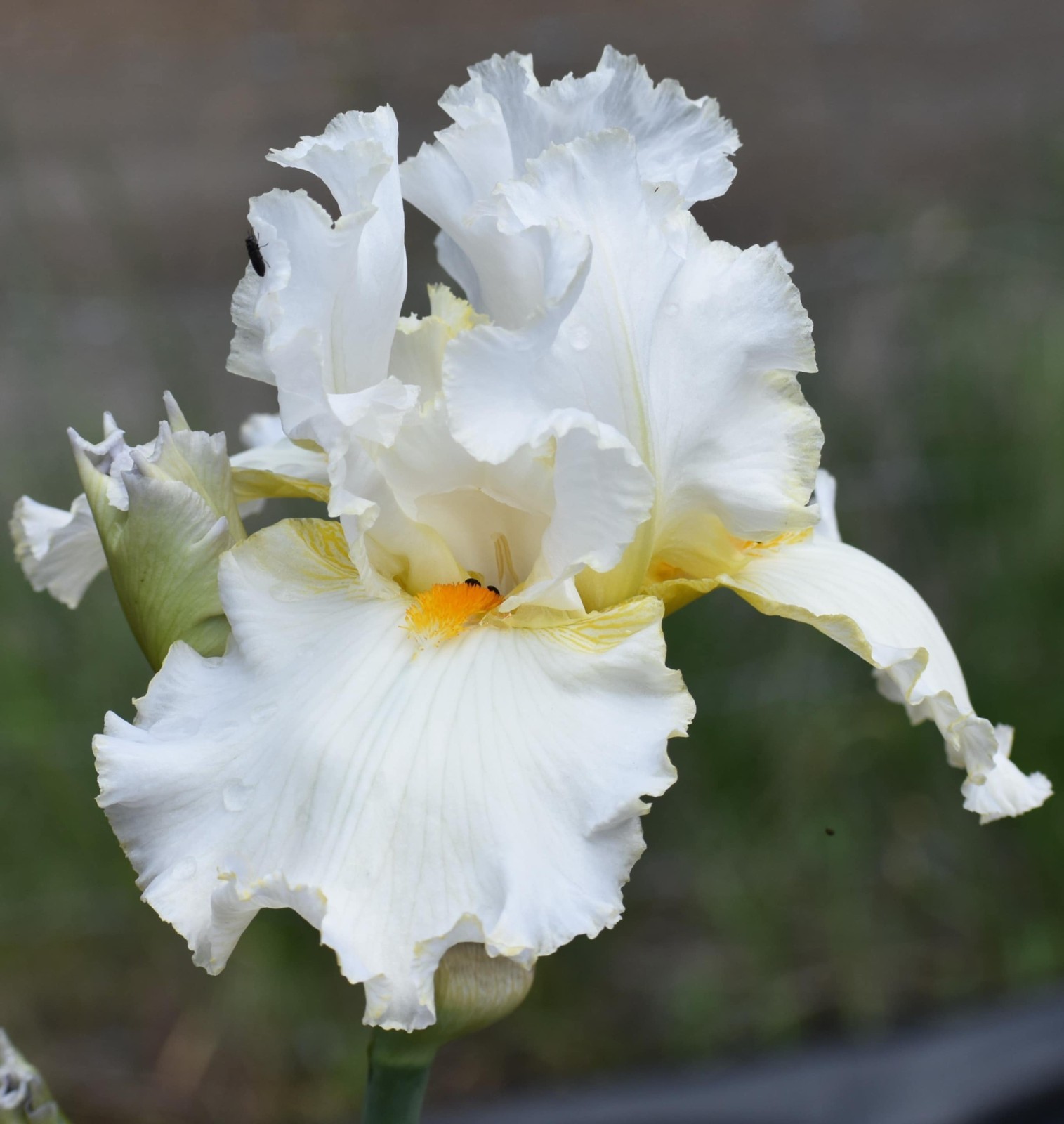 ‘Fresh Powder’ TB Bearded Iris Rhizome PRE-SALE to Ship Aug/Sept