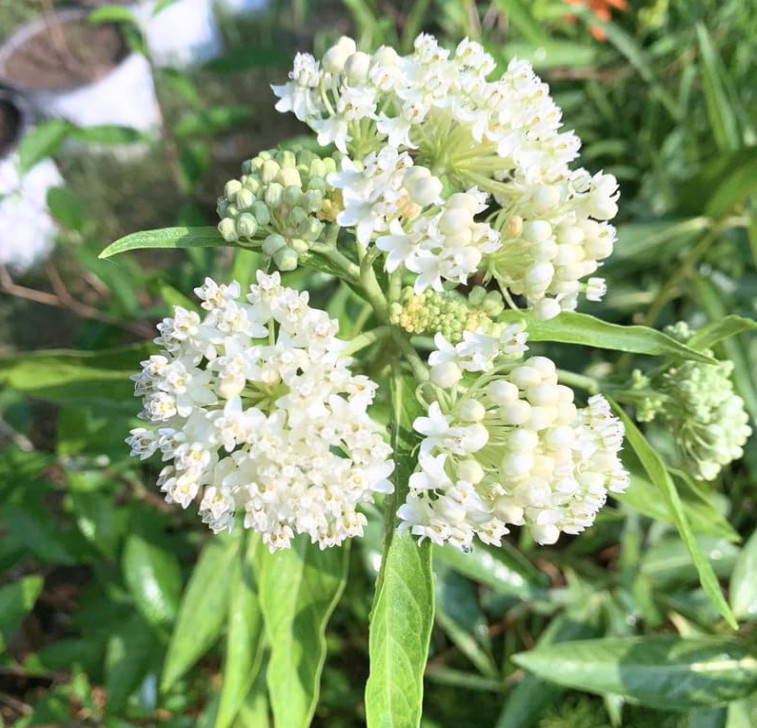 Set 2 White Milkweed Starter Plants – 4-8″ Tall – Monarch Butterfly Attracting