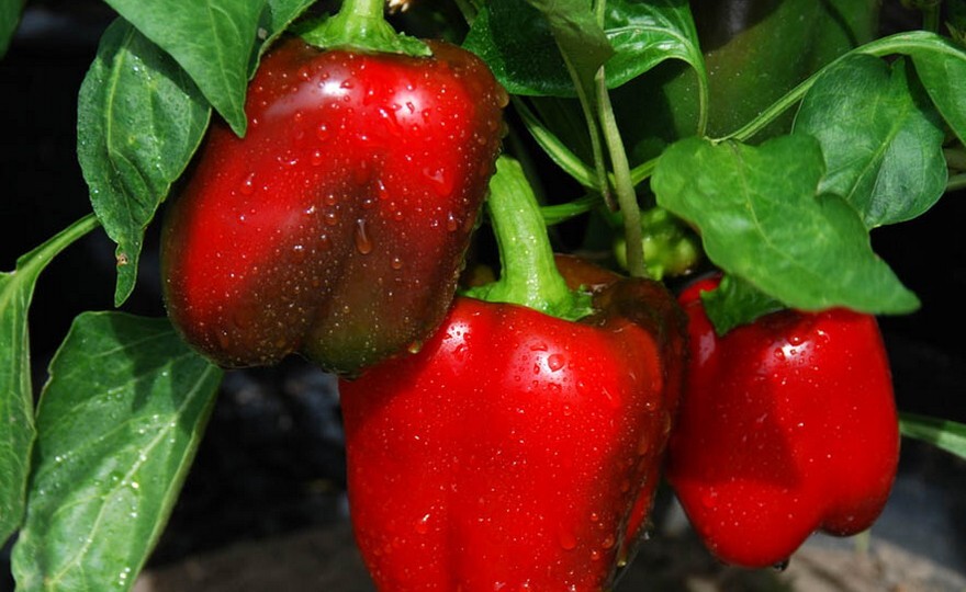 Big Red Sweet Pepper Seeds | Heirloom | Organic | Vegetable