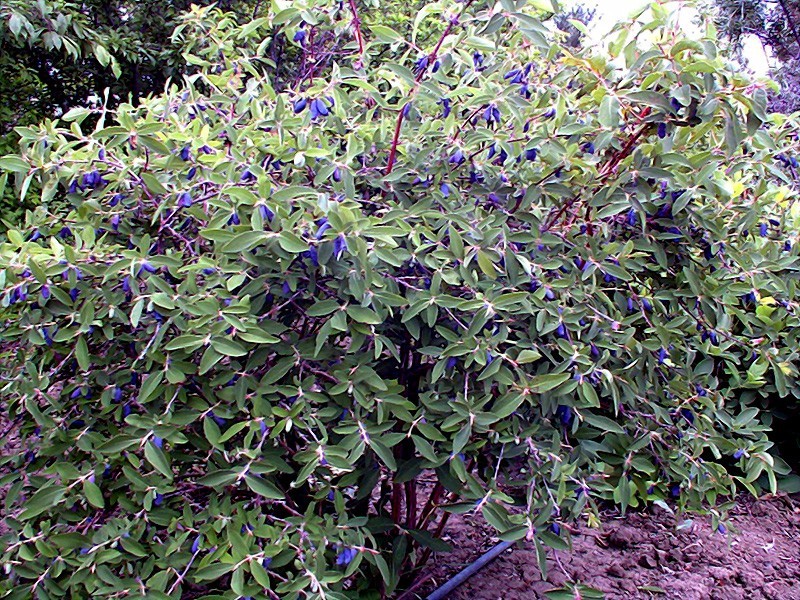Honeyberry Seeds (Lonicera caerulea) Blue Honeysuckle Fruit Shrub Zone 2 Hardy