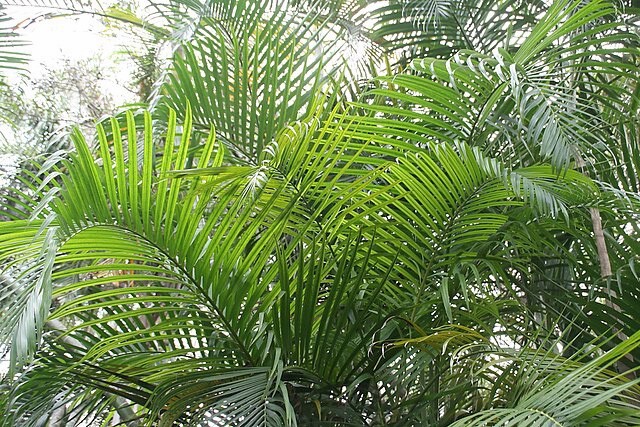 Dypsis lutescens | Areca Palm | 5 Seeds