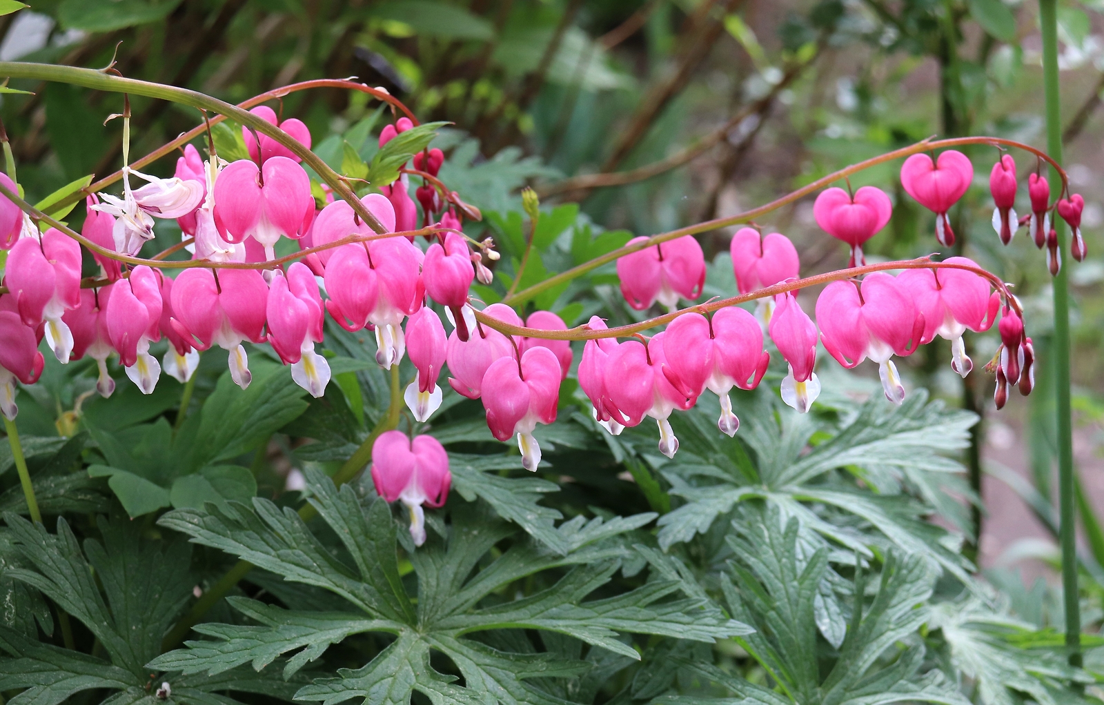 10 BLEEDING HEART – PINK Old Fashioned Dicentra Formosa Shade Flower Seeds