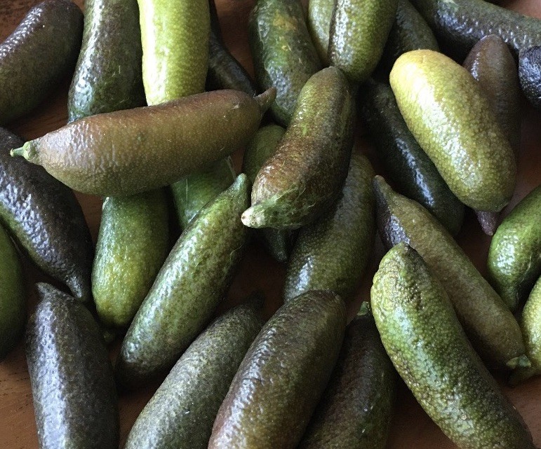 Australian Finger Lime 5 Cuttings No Root Ready To Plant