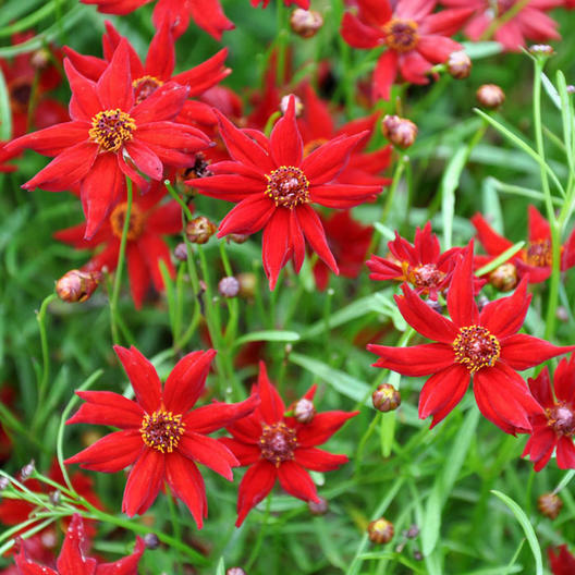 Coreopsis AMULET RED DWARF 10-12″ Tall Butterfly Garden USA Non-GMO 200 Seeds!