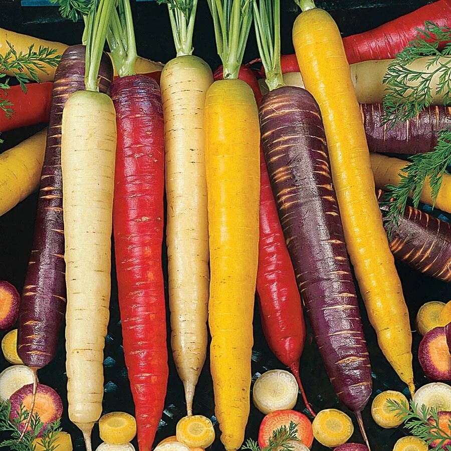100++ Rainbow Carrot Blend Mix Seeds – NON GMO, HEIRLOOM – USA FREE SHIP