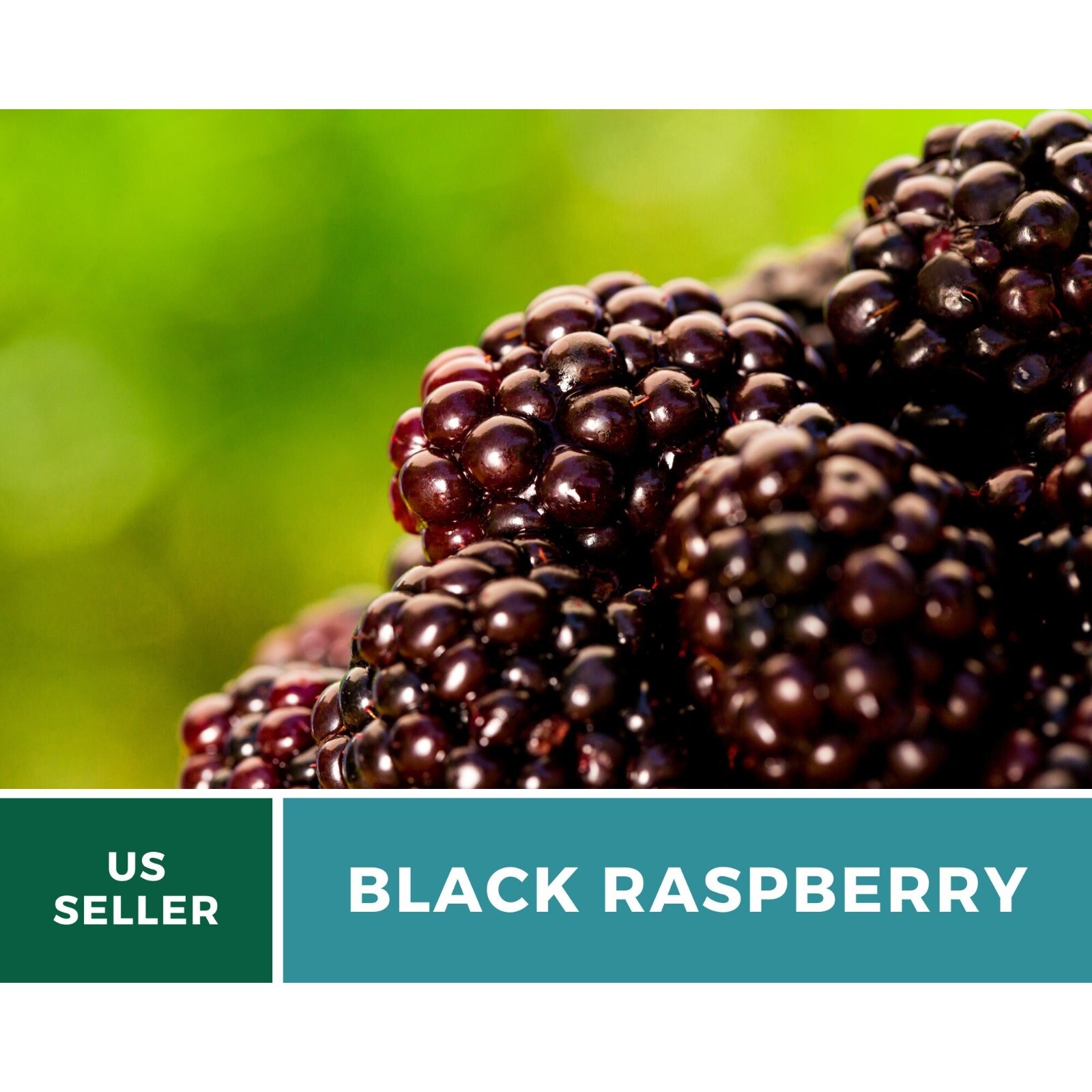 Raspberry, Black – Thimbleberry – Heirloom Seeds – Non GMO (Rubus occidentalis)