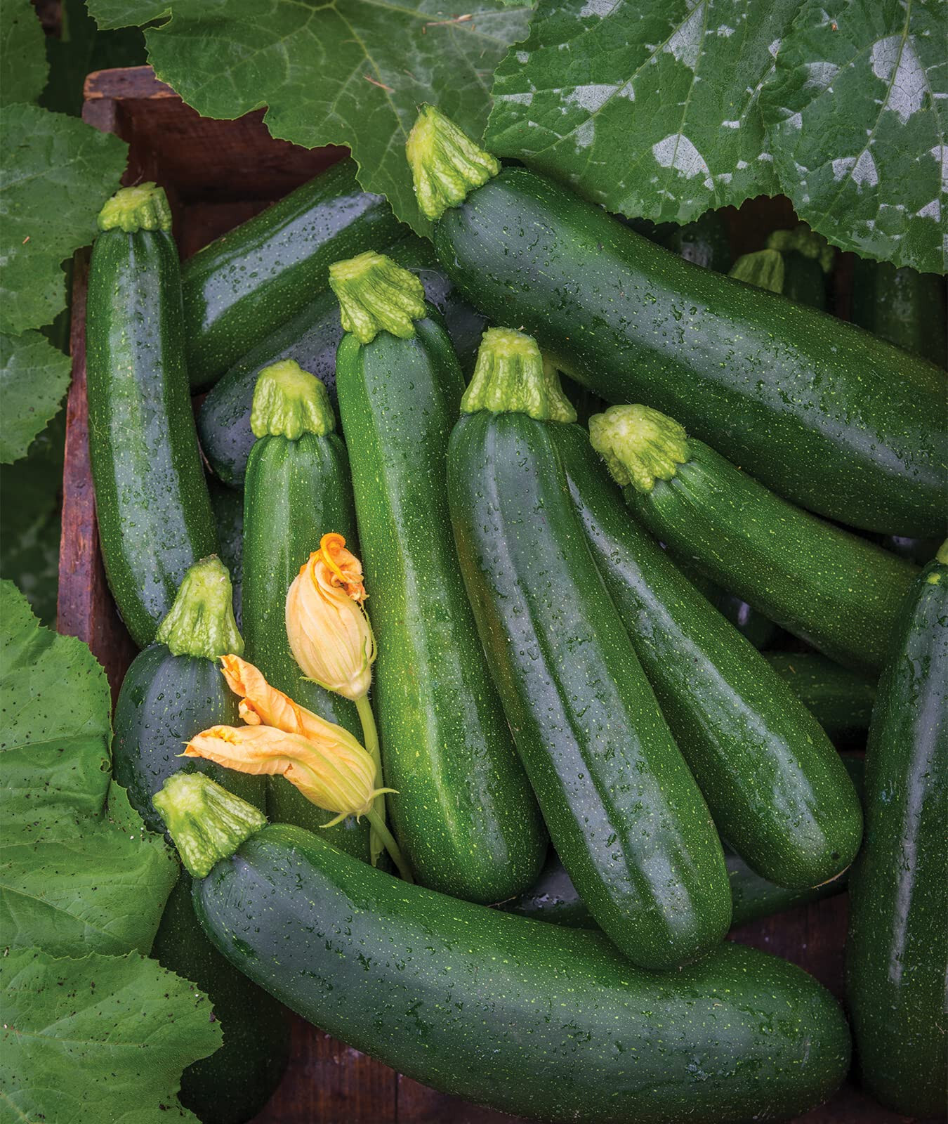 Dark Green Zucchini Seeds (30) / SUMMER SQUASH / ORGANIC / FLORIDA GROWN