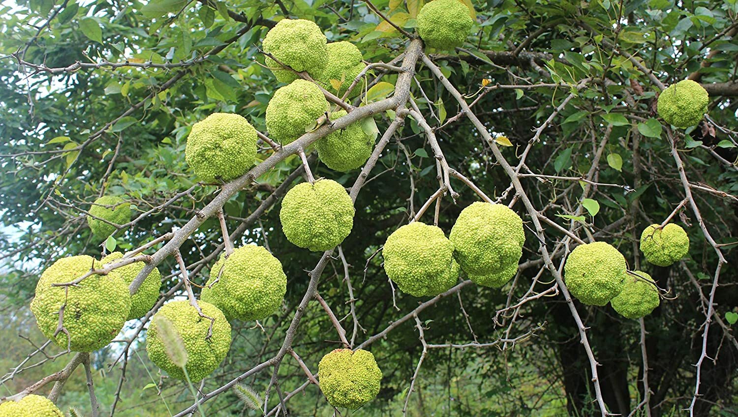 20 Osage Orange Tree Seeds Exotic Fruit Tree
