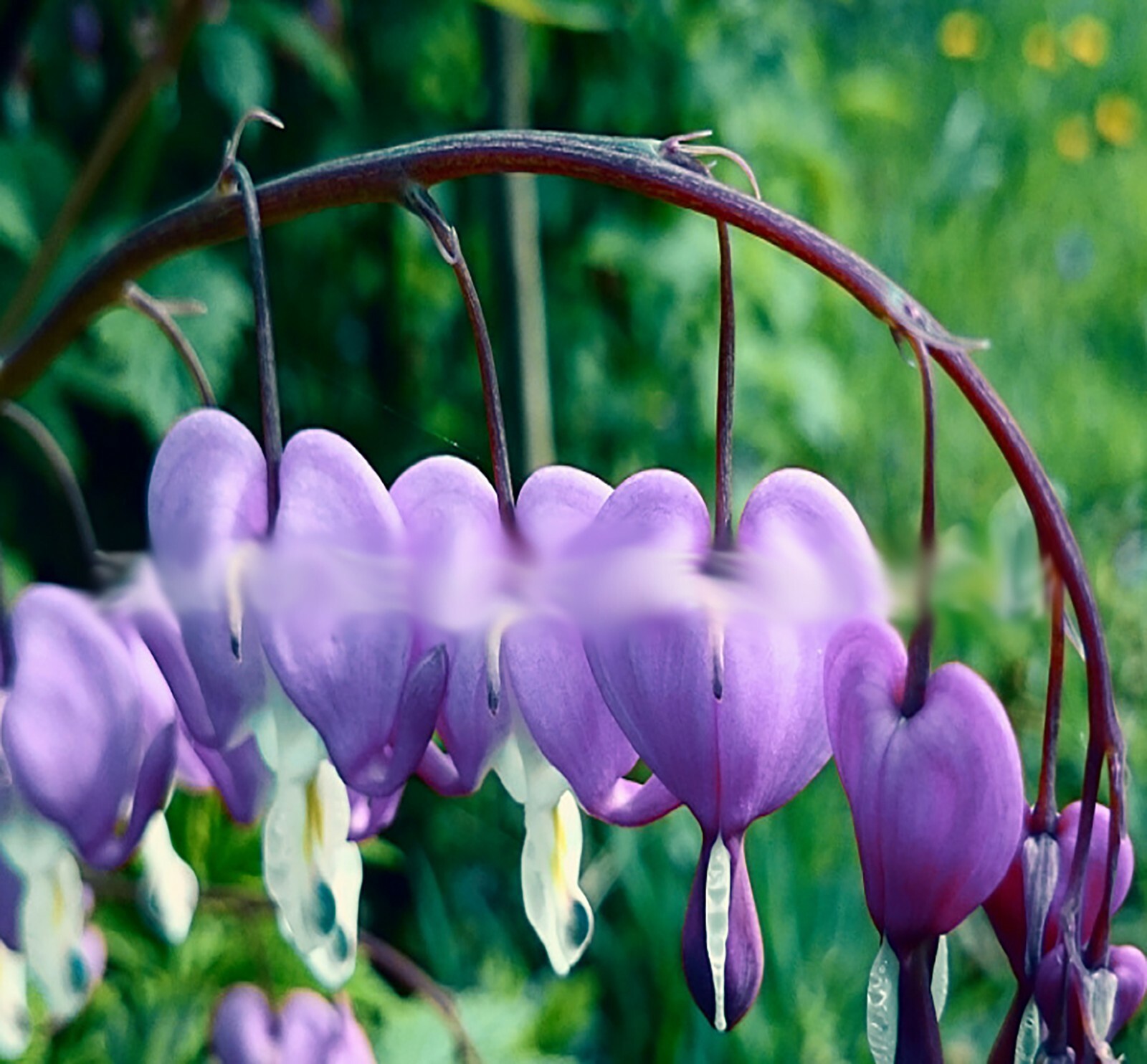 Love Valentine Flowers Lamprocapnos Spectabilis Asian Bleeding Heart 10 seeds