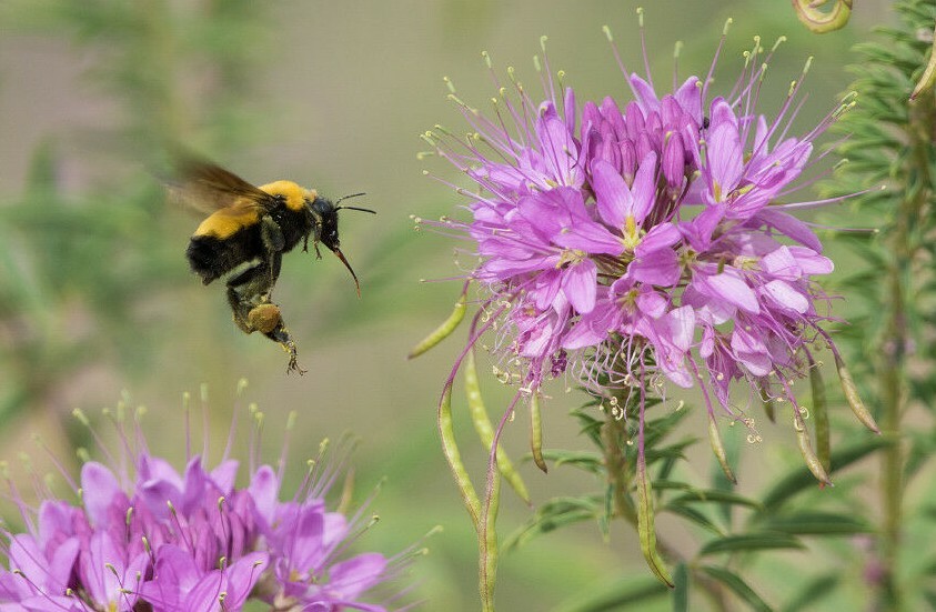 101+Rocky Mountain BEE PLANT Seeds Native Wildflower Flower Garden Pollinators