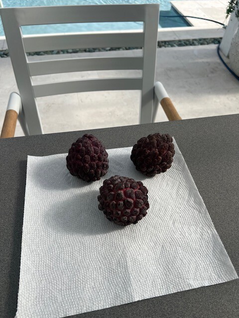 10 fresh Red Sugar apple (Annona squamosa) seeds
