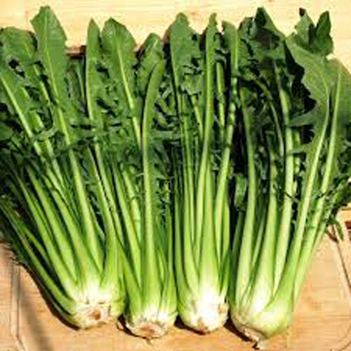 300+Catalogna Emerald Endive Seeds Italian Dandelion Chicory Green USA