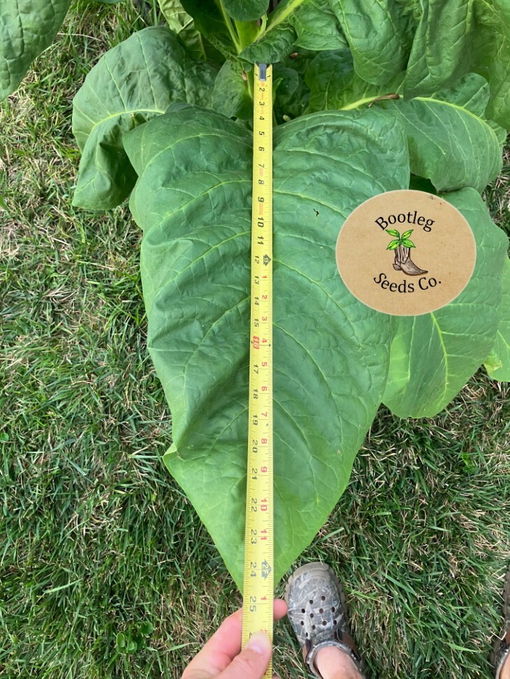 1000 Black Mammoth Tobacco Seeds – Hand Pollinated & Selectively Bread